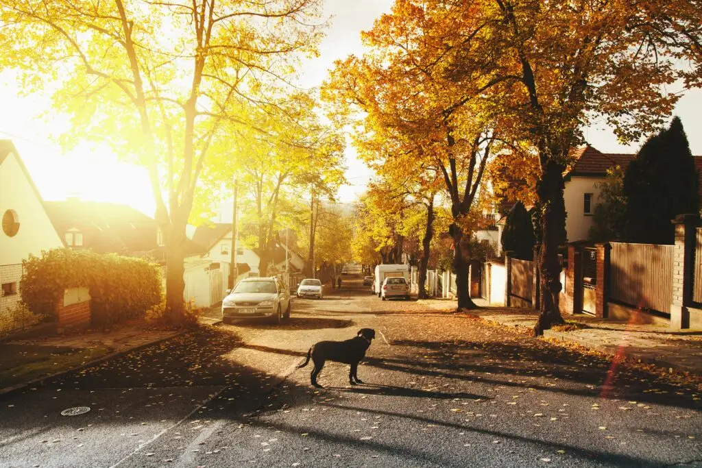 Dog standing in a street of a neighborhood in the fall